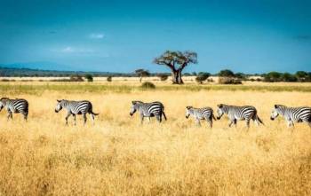 4 Days Nature Adventure Tanzania Safari Tour