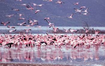4 Day Lake Naivasha - Nakuru - Maasai Mara Safari Tour
