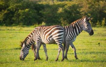 4 Days Kenyan Safari - Lake Nakuru And Masai Mara Tour