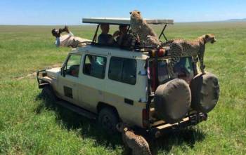 4 Days Fabulous Tanzania Adventure Safari Tour