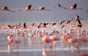 4 Days Ultimate Safari Lake Nakuru And Masai Mara Tour