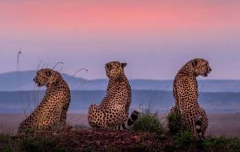 5 Day Amboseli - Naivasha - Mara Safari Tour