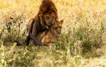 9 Day Newlyweds Nature And Adventure Safari Flying Package