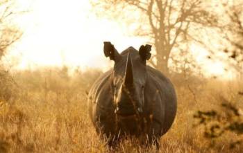 8 Day Kenya Big 5 - Rhino Tracking Safari Tour