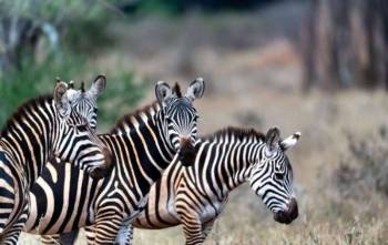 8 Day Jeep Private Safari Mara To Tsavo Tour