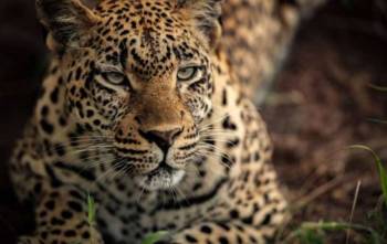 Jambo 10 Day Amboseli To Meru To Masai Mara Tour