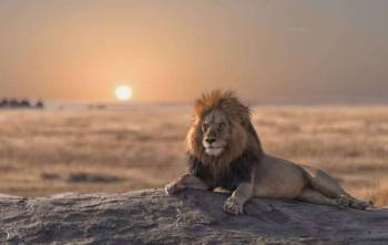 4 Day Amazing Tarangire - Serengeti And Ngorongoro Adventure Tour