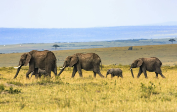 2 Nights - 3 Days Masai Mara Safari - Gold Package