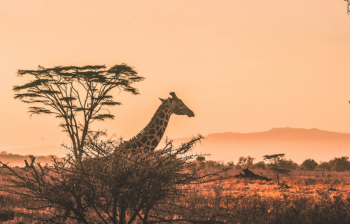 2 Nights - 3 Days Maasai Mara Safari - Bronze Package