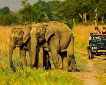 Corbett Wildlife Safari Package From Delhi