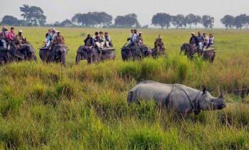 3 Night 4 Days Kaziranga Rhino Safari Tour