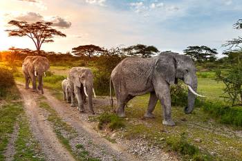 Wilderness and Wonder – 5 Days Tanzanias Safari