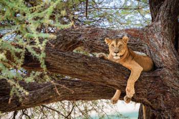 Tanzania Big Five Safari – 5 Days Tarangire - Serengeti