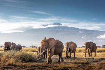 East Africa Safari Adventure - Tanzania - Gorilla Trekking Tour