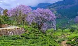 Munnar Package (2N/3D)