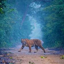Jim Corbett Tour package 1N/2D