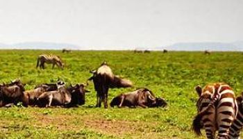 Mount Kilimanjaro Climbing Via Marangu Route 7N - 8D Tour