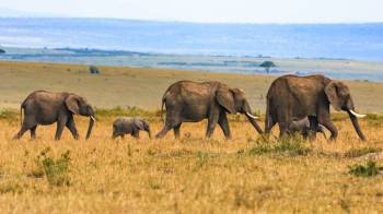 7 Days Great Migration - Luxury Safari Tour 7 Days Great Migration - Luxury Safari Tour