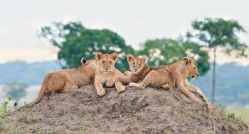 7 Days Wildlife - Culture Safari Tour 7 Days Wildlife - Culture Safari Tour