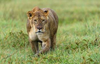 6 Days Camping Safari Tour 6 Days Camping Safari Tour