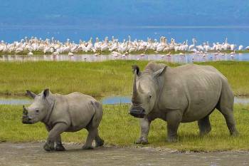 5 Days Big Five Safari Tour 5 Days Big Five Safari Tour
