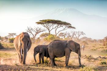 8 Days Best Of Kenya Safari Tour 8 Days Best Of Kenya Safari Tour