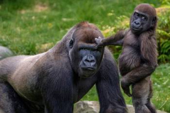 4 Days Gorilla - Culture Safari Tour 4 Days Gorilla - Culture Safari Tour