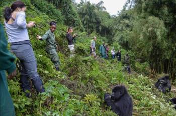 4 Days Gorilla Trekking Safari Tour 4 Days Gorilla Trekking Safari Tour