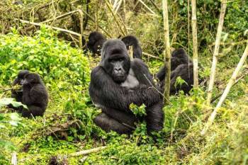 3 Days Gorilla Trekking Safari Tour 3 Days Gorilla Trekking Safari Tour
