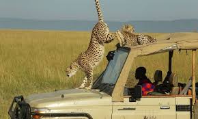 Kenya 7 Day Safari & Beach Escape
