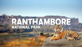 Rajasthan Jaipur(2N),  Ranthambore(2N) Holiday Package
