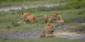 14 Days African Big Cats Photographic Safari Tour