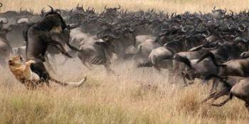 6 Days Migration Safari In Ndutu Tour