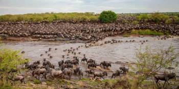 8 Day Great Serengeti Wildebeest Migration Safari Tour