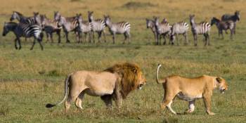 9 Days Ballon Safari Fly To Southern Serengeti Migration Tour