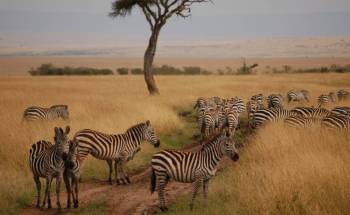 4 Days Kenya Safari - Maasai Mara And Lake Nakuru Tour