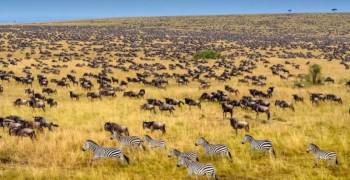 3 Days Kenya Safari - Maasai Mara Tour