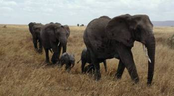 6 Days Kila Kitu Kenya Safari Tour
