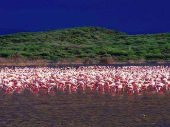 5 Days Lakes Bogoria - Nakuru - Masai Mara Tour