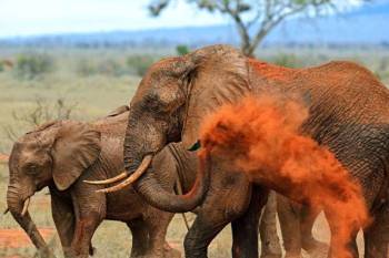 4 Days Red Elephant Safari - Tsavo West And Amboseli Tour