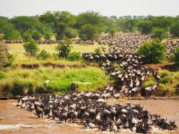 4 Day Maasai Mara Wildebeest Migration Safari Tour