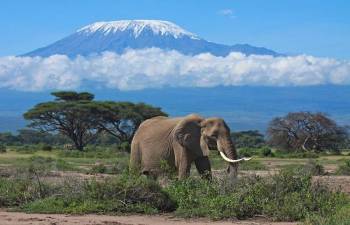 4 Days Amboseli - Tsavo West And Tsavo East Safari Tour