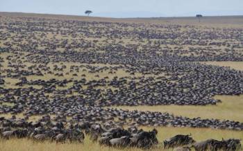 3 Days Masai Mara Wildlife Safari Tour