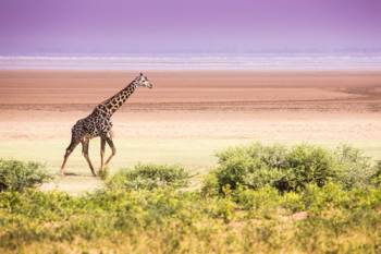 2 Day Safari To Lake Manyara And Ngorongoro Tour