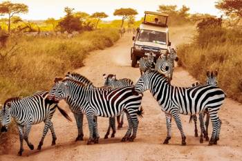 4 Day Tanzania Express Safari Tour