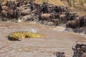 5 Day Serengeti Wildebeest Migration Safari Tour