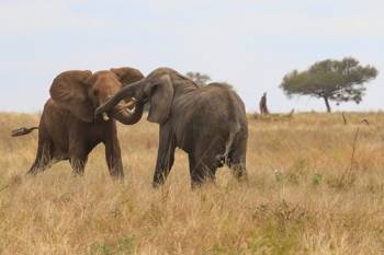 6 Day Tanzania Big Five Safari Tour