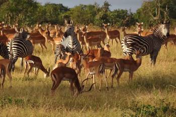 6 Days Southern Big Five Safari - Mikumi - Selous Tour Image