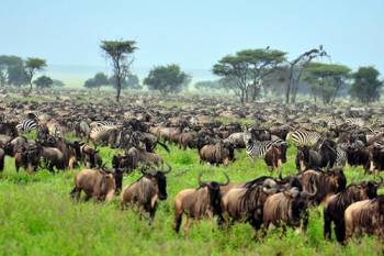 8 Day Kenya And Tanzania Round Trip Budget Safari