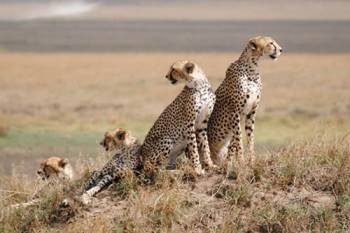 9 Day Amazing Kenya And Tanzania Safari Tour